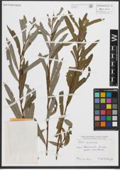 Foto von Salix purpurea L.